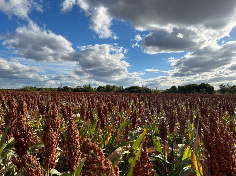 GrainCorp experiments with Chatbot Charlie – good for growers, good for GrainCorp